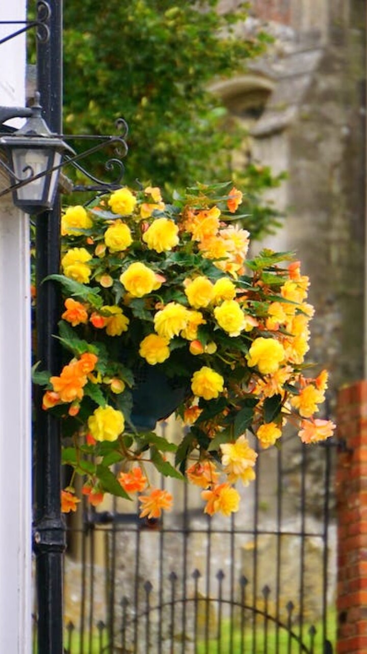 10 Plants to Hang in Your Balcony Elevate its Look