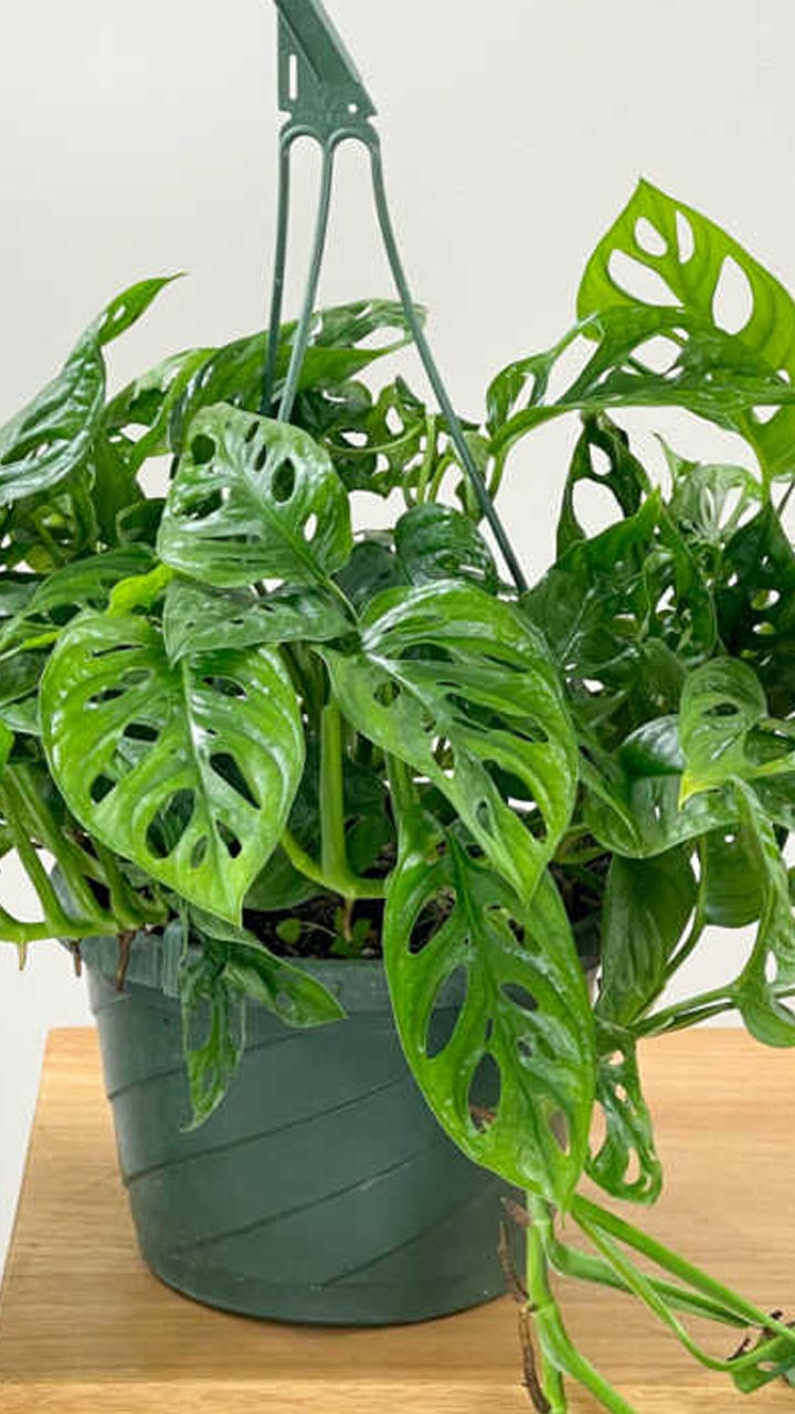 top-10-rarest-houseplants-in-the-world