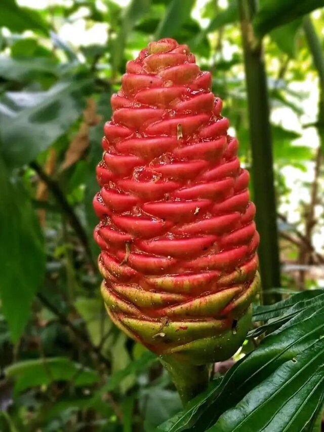 6 Bitter Ginger Benefits For Hair