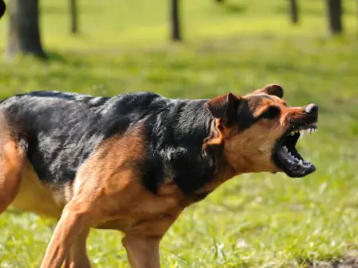 Rs 10K Per Tooth Mark: Punjab And Haryana BIG Court Order For Dog Bite Victims — Pet Or Stay