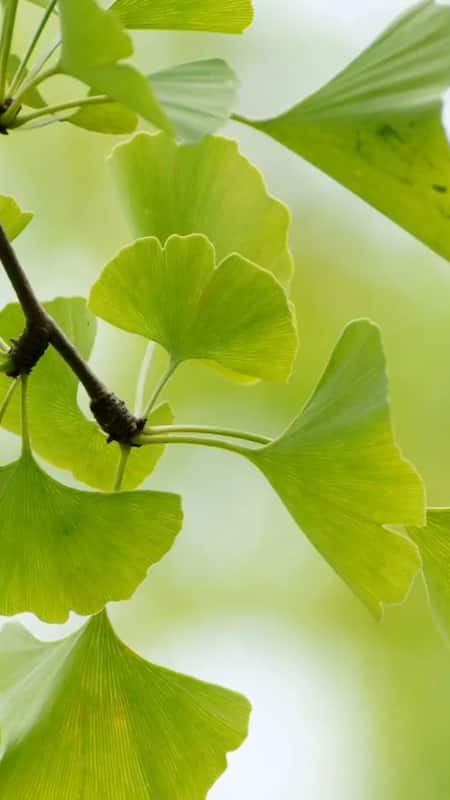Gingko is a natural herb that prevents wrinkles and enhances your skin texture.