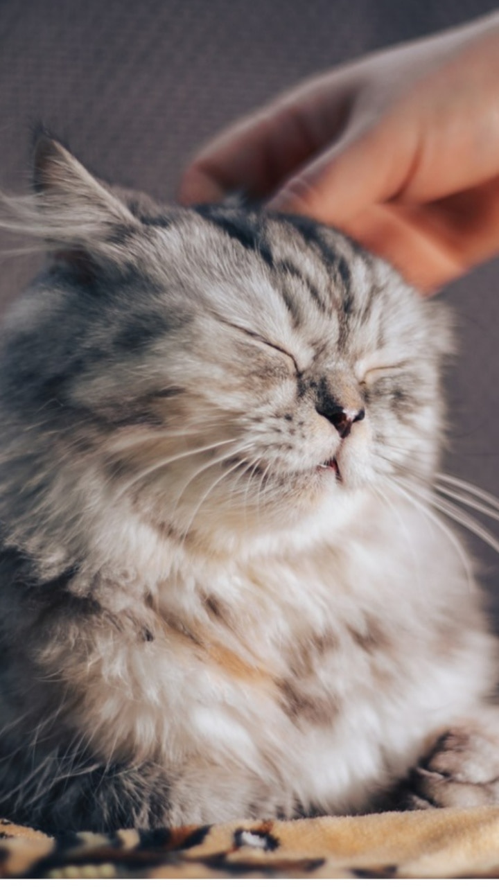 Top 10 Best Cat Breeds For Indian Climate