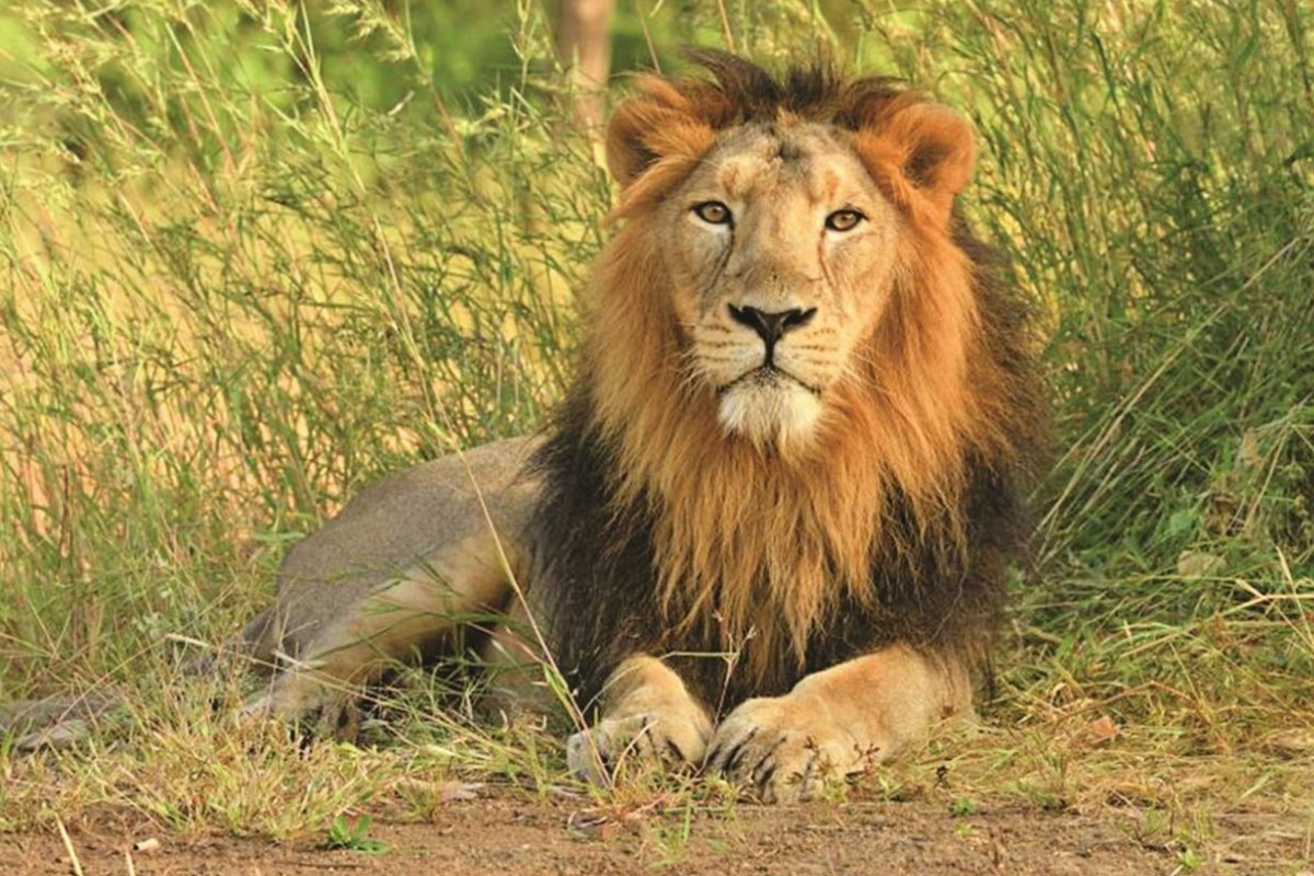 Asiatic Lion Roars Its Way To Porbandar Taking Tally Of Its Abode To 10  Districts