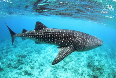 https://static.india.com/wp-content/uploads/2023/11/QT-Whale-Shark.jpg?impolicy=Medium_Widthonly&w=400