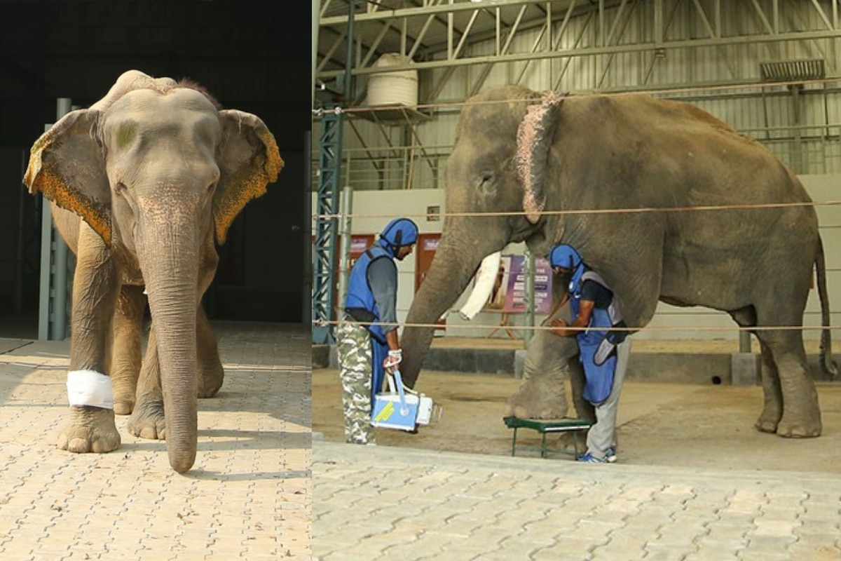 India’s First Elephant Hospital In Mathura Completes Five Years