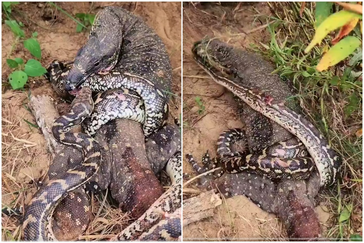 Huge Python Vs Big Komodo Dragon; This Fight Is Not For Weak Hearted