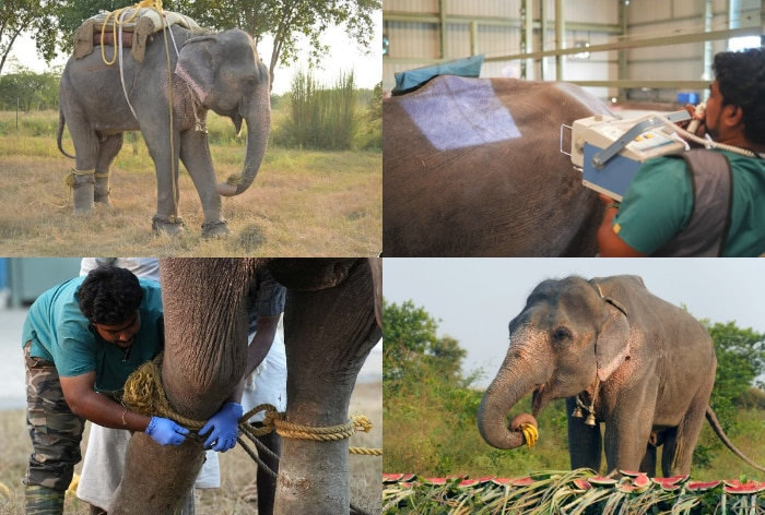 Rama The Elephant, Wildlife SOS, Animals, Elephant, Asian elephant, Wildlife, Elephant Hospital Campus, Mathura, Forest Department, veterinary team, uttar pradesh