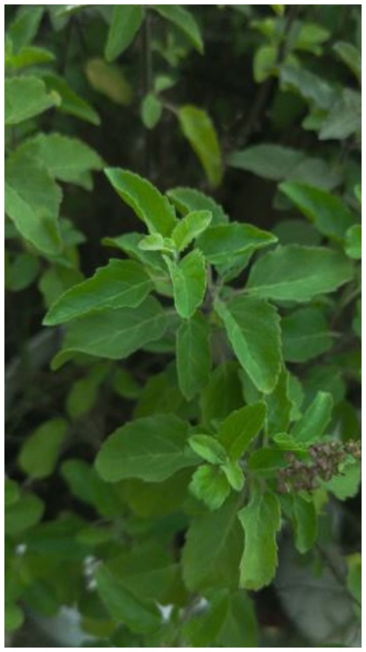 10 Benefits of Consuming Tulsi Leaves in Winter