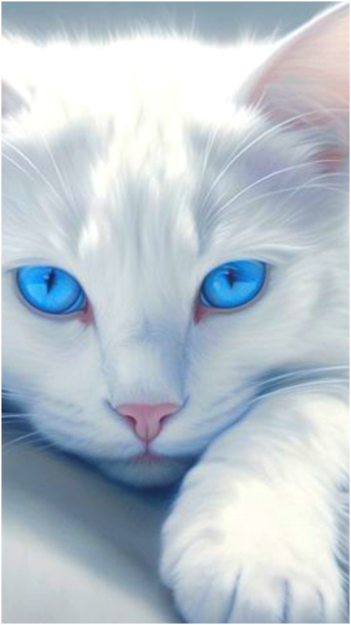 Blue store eyed kitty