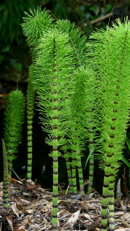 Horsetail is a natural silicon that provides youthful and glowing skin.