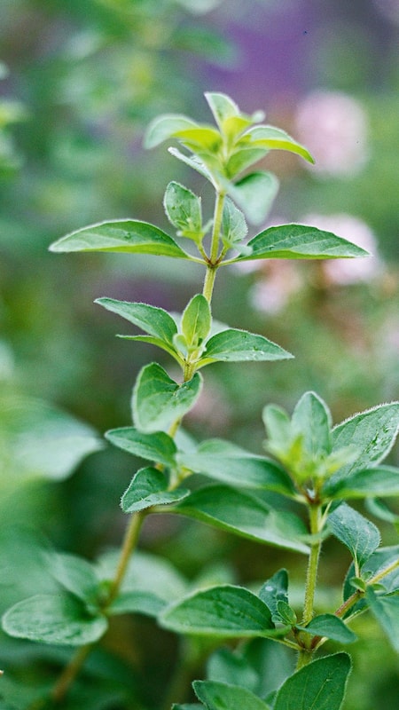 Oregano powder contains antioxidants and flavonoids to prevent free radical damage and delay the signs of ageing.