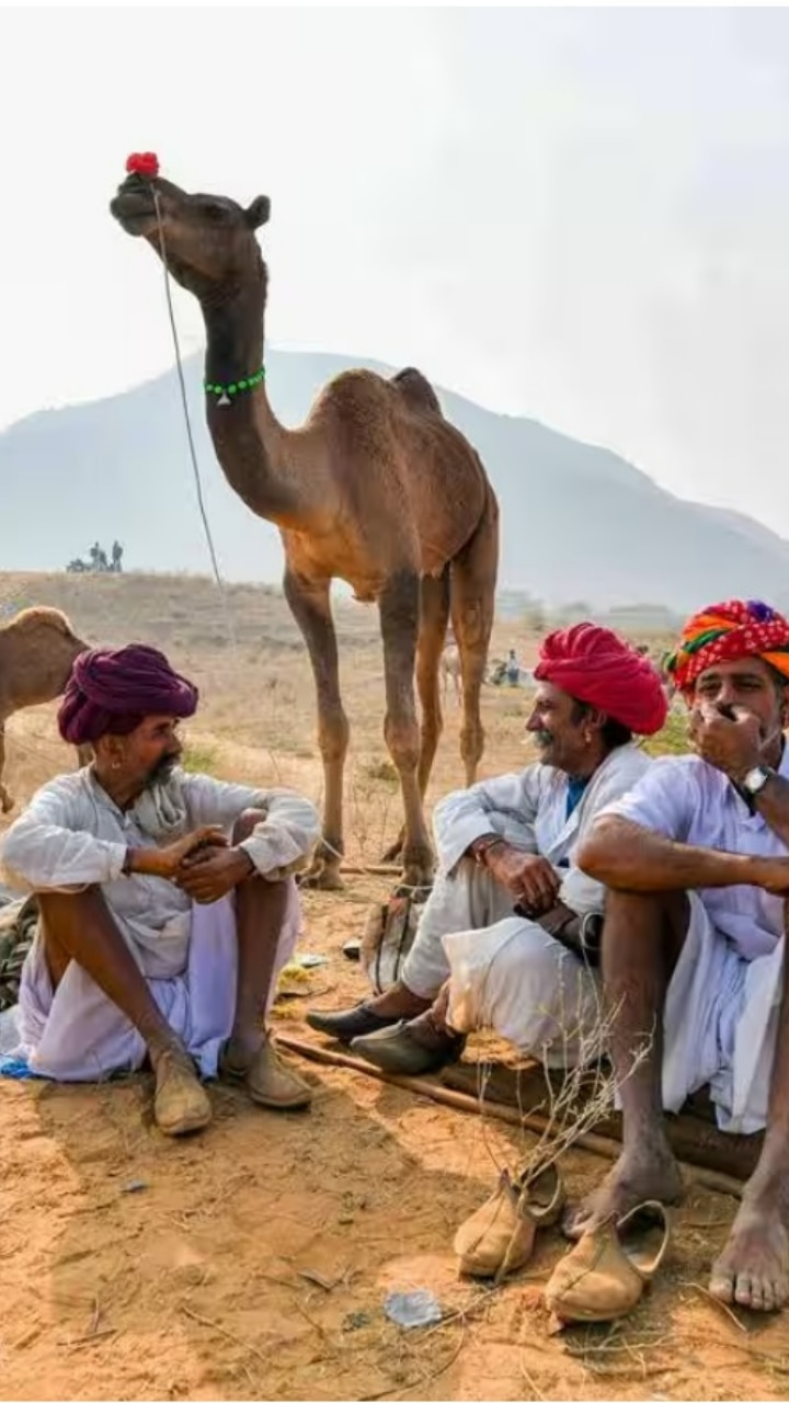 Pushkar Camel Fair 2023: Glimpse Of Tradition In Rajasthan