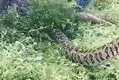 Giant python eats man: Missing Indonesian guy found inside seven-meter ...