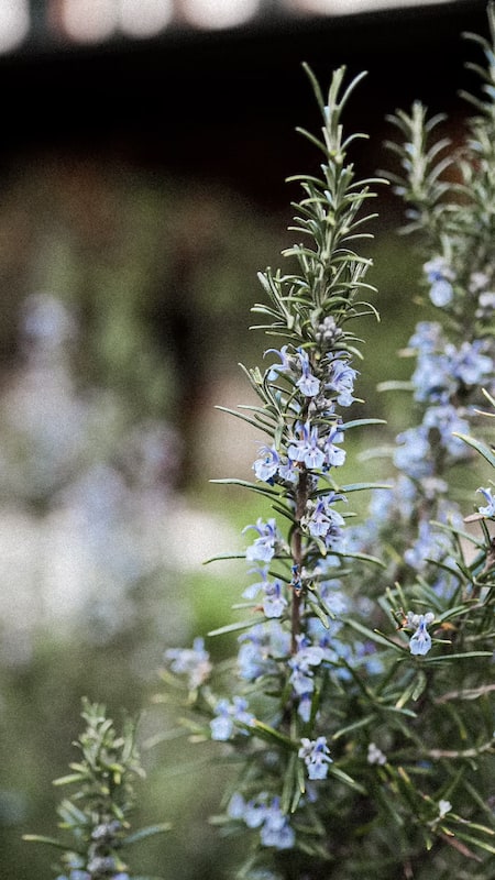 Rosemary herb protects the skin from UV rays that cause fine lines and wrinkles.