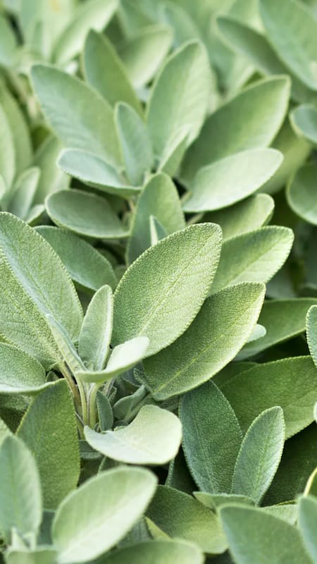 Sage is rich in antioxidants that reduce age spots, wrinkles and fine lines. It can be added to your skincare routine to get glowing skin.