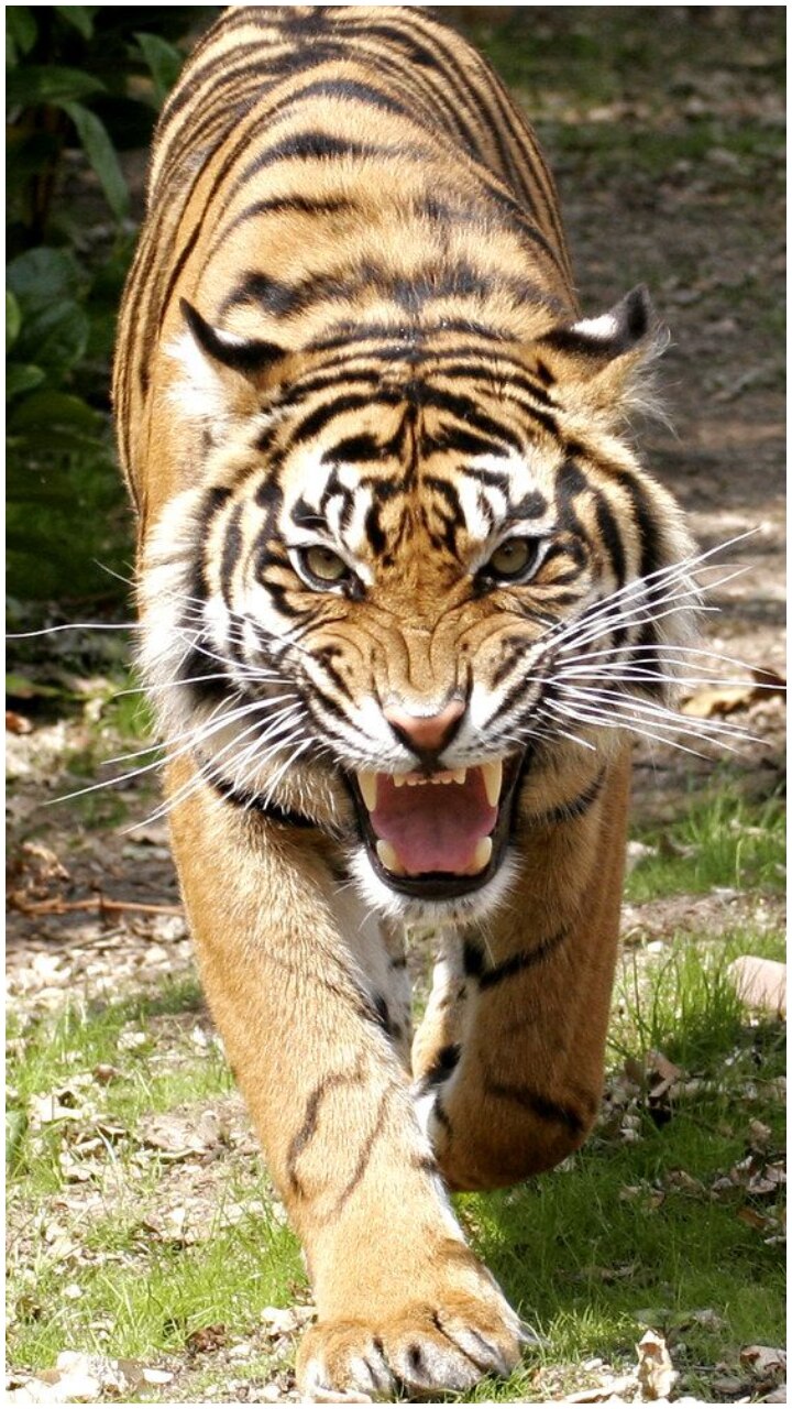 Wild BEASTS That Can Easily Kill Tigers