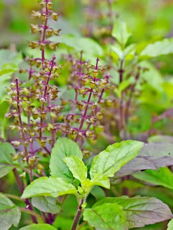 How to Keep Tulsi Plant at Home During Kartik Month? 7 PICS