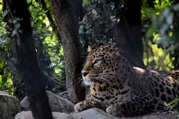 Uttarakhand Travel Dairies: Exploring The Wilderness Of The Jim Corbett National Park