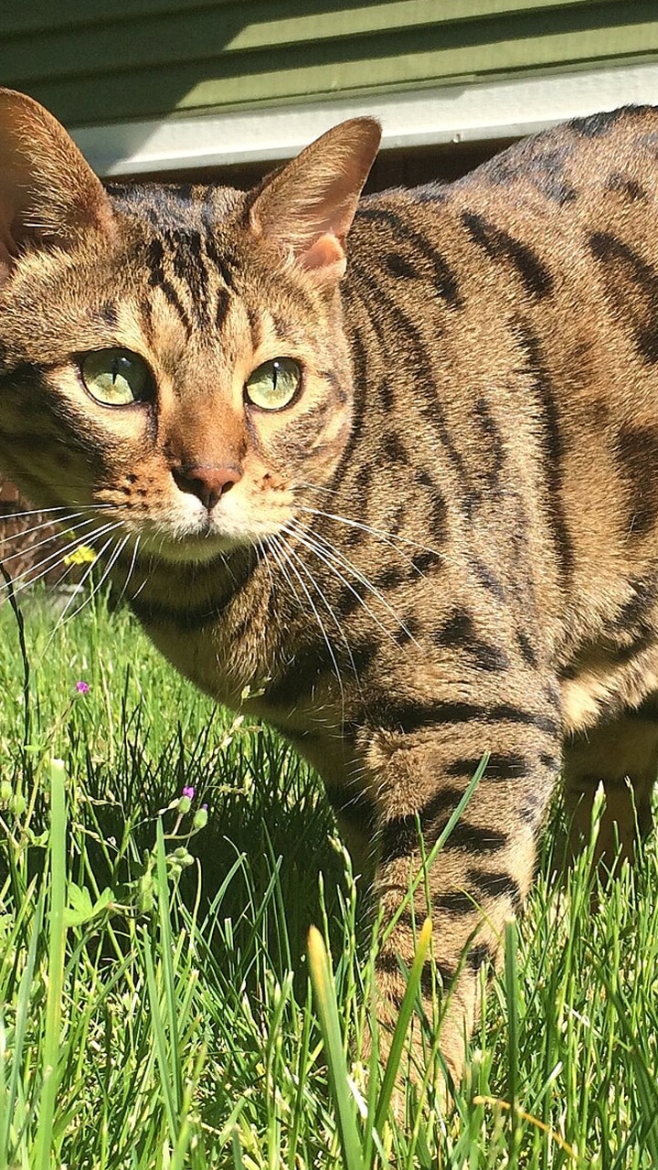 Top 12 Hybrid Animals In The World