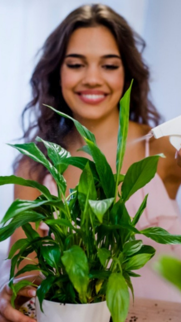 10-houseplants-that-bring-success-and-well-being