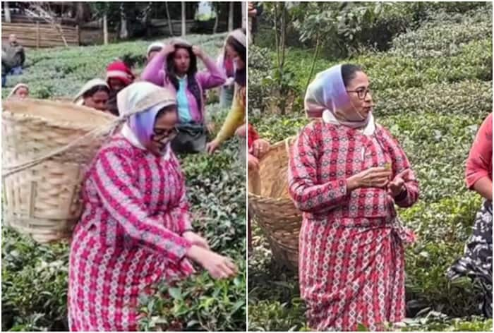 WATCH: Mamata Banerjee Sings With Workers, Plucks Tea Leaves At Darjeeling Estate