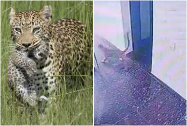 WATCH: Leopard Ventures Into Udaipur Girls' Hostel, Chases Resident