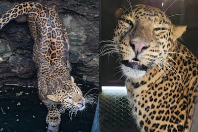 A Day At The Manikdoh Leopard Rescue Centre! - Wildlife SOS