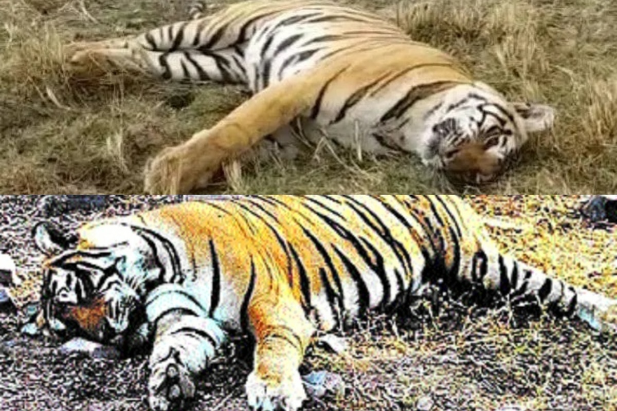 West Bengal: Tiger dies on way to treatment