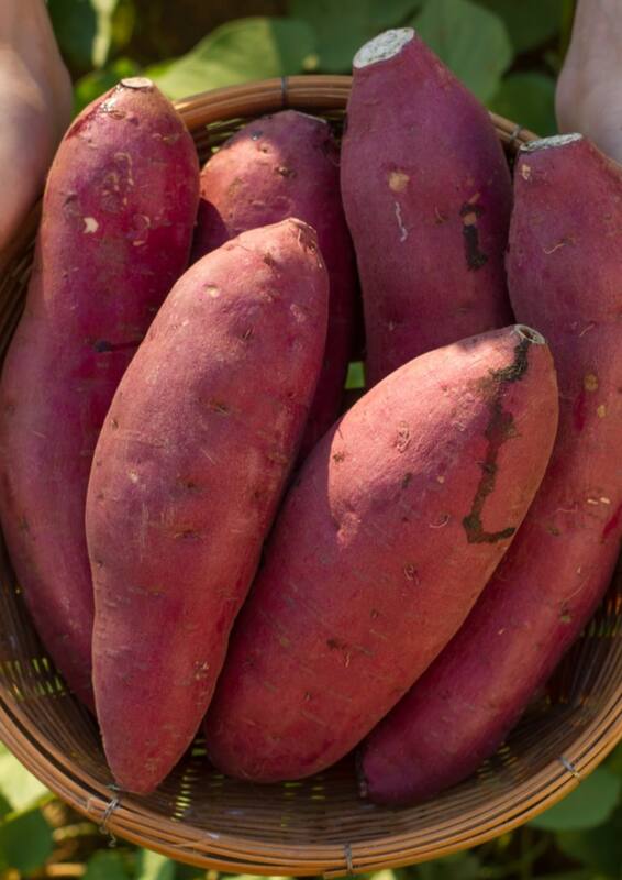Sweet potato
