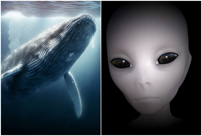 Decoding Aliens Signals Humpback Whales Can Help Us Communicate With Extraterrestrials Heres How