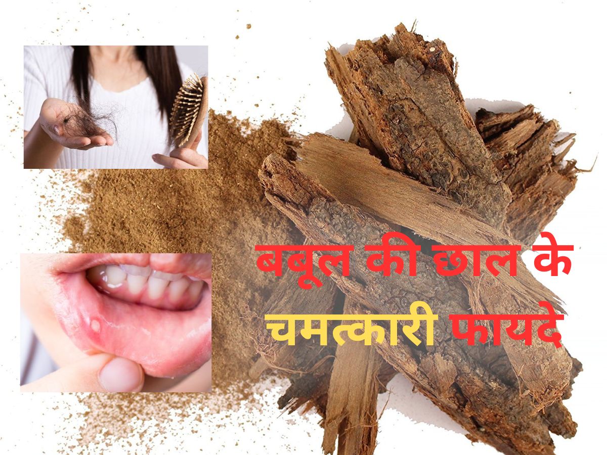 मुंह के छाले से लेकर हेयर फॉल को कम करता है बबूल की छाल, ऐसे करें इस्तेमाल