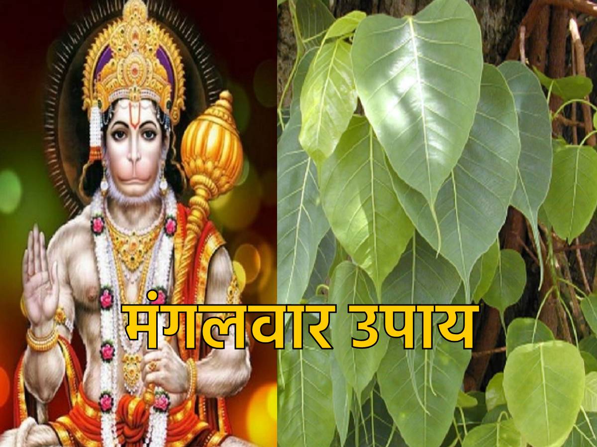 Mangalwar Ke Upay जीवन में आ रहे दुखों से छुटकारा दिला सकता है पीपल के