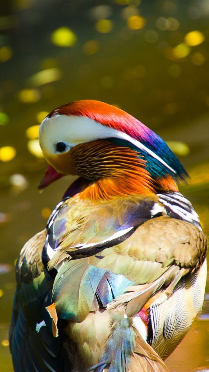 Top 5 Most Beautiful Animals on Earth You Must See - Featured Image