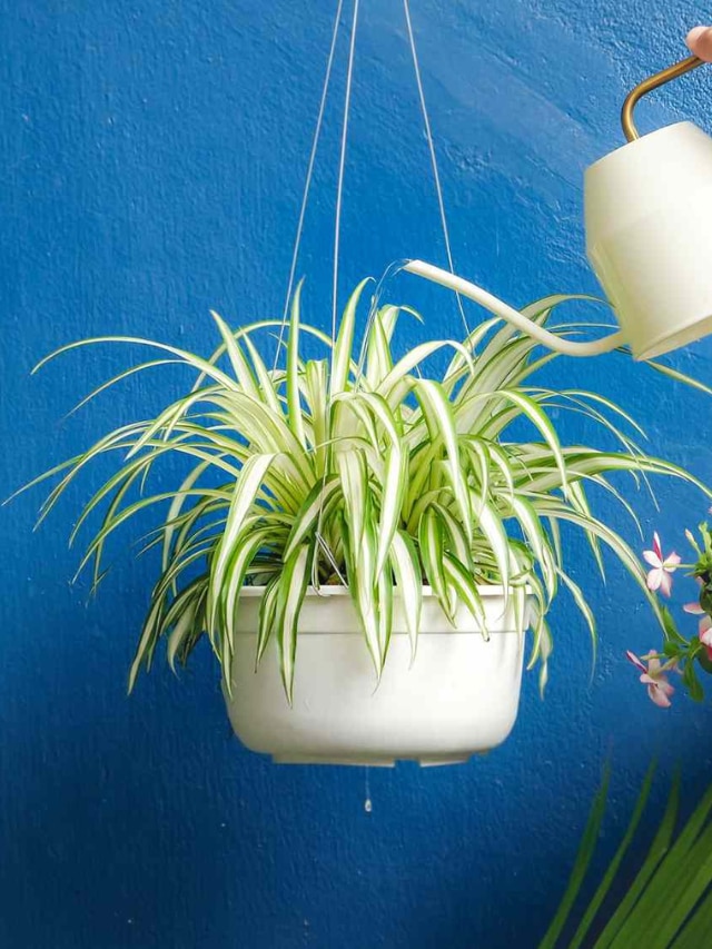 6 Simple Tips To Make The Spider Plants Grow Faster