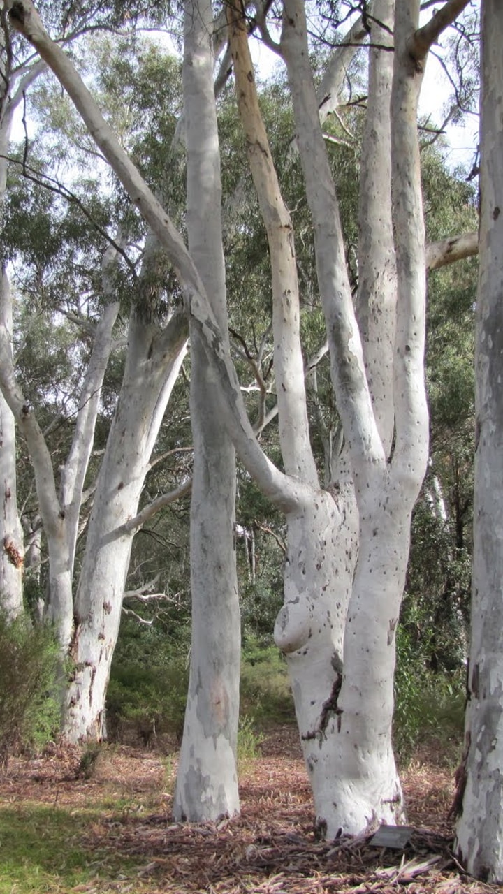 Top 10 Tallest Trees in The World