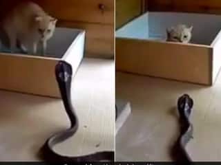 Cat and Cobra Fight Viral Video: कोबरा से भिड़ गई बिल्ली, ज़ोर का पंजा मारकर बचाई जान