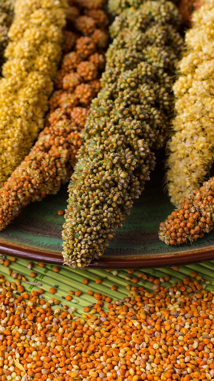 Diabetes Diet Tips: 6 Low-Glycemic Index Millets to Manage Insulin Levels