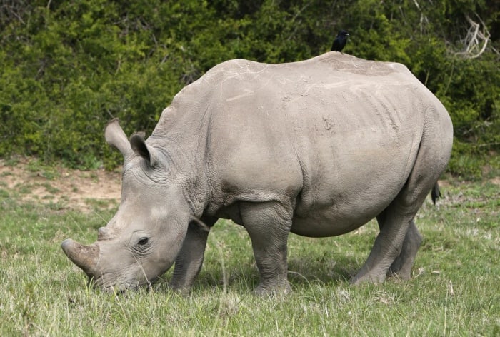 First Ever White Rhino IVF Pregnancy May Save This Sub-Specie From Extinction- Here is What We Know