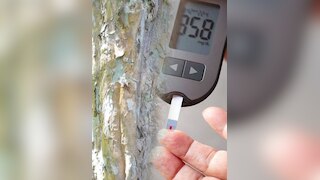 डायबिटीज कंट्रोल करने में कितनी फायदेमंद है अर्जुन की छाल, 10 प्वाइंट में जानें