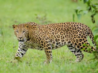 Leopard Viral Video: तेंदुआ नाले में फंसा, शख्स ने साहस का परिचय देकर बचाई जान