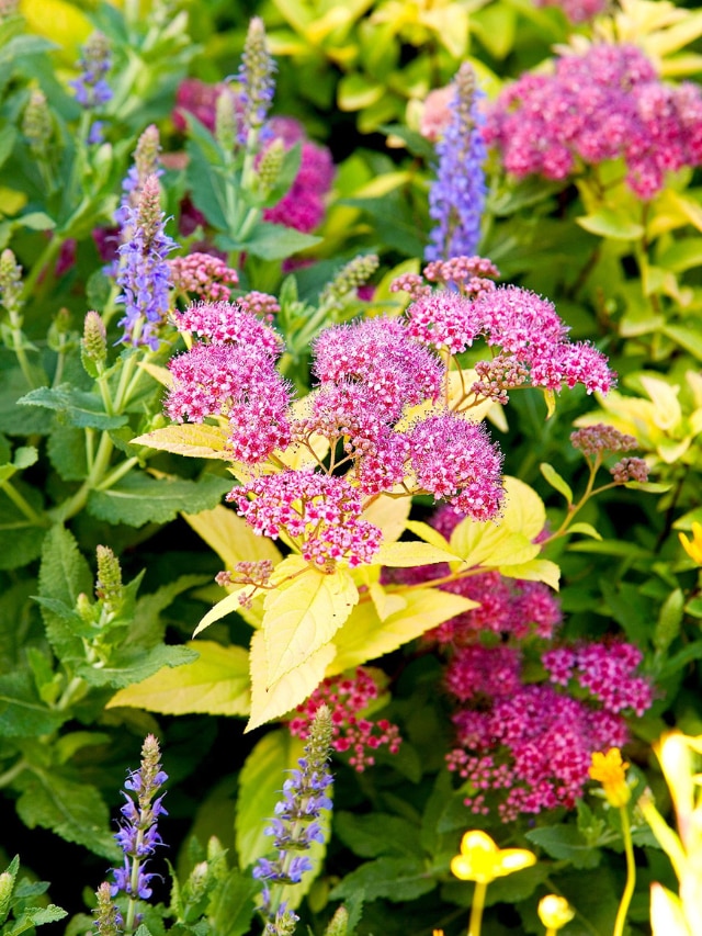 7 Flowers That Represent Compassion