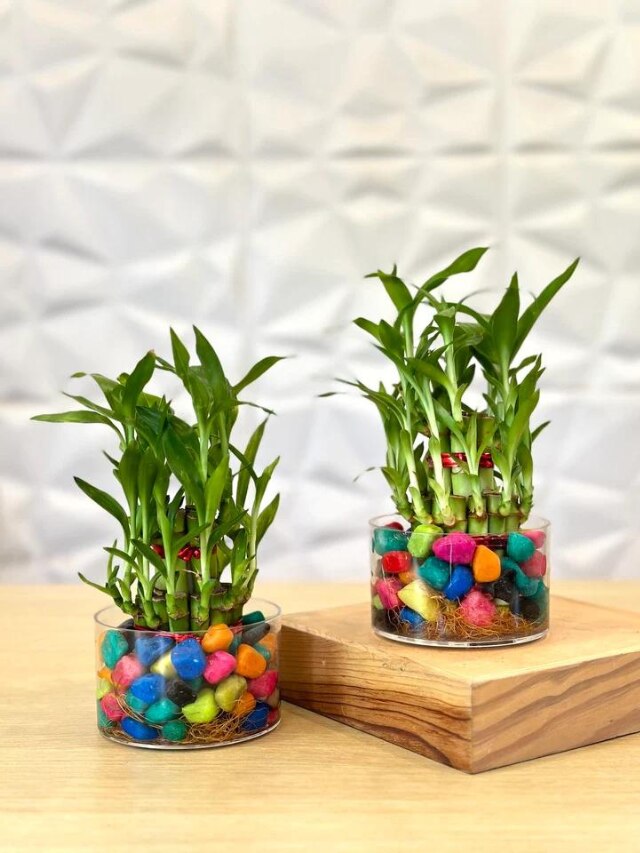 7 Plants To Gift Your Loved Ones On This Valentine's Day