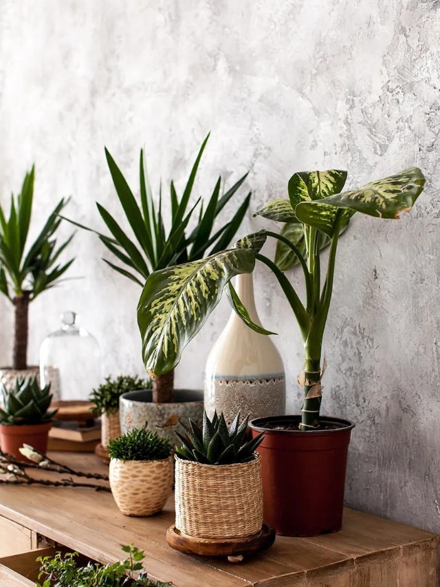 7 Indoor Plants That Require Minimal Care