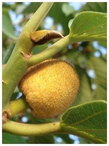 Monkey Jack Fruit Benefits: 5 रुपए का ये फल सेहत के लिए है खजाना, थम जाएगी उम्र और बाल हो जाएंगे एकदम घने