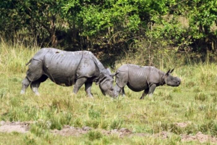 Kaziranga National Park, Climate Change, Assam, environment, Biodiversity