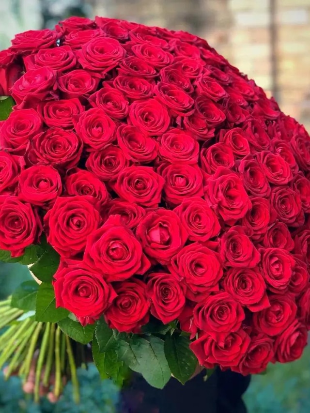 Rose Day 2024: Types Of Roses And Their Meaning