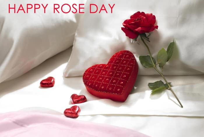 Rose Day 2024