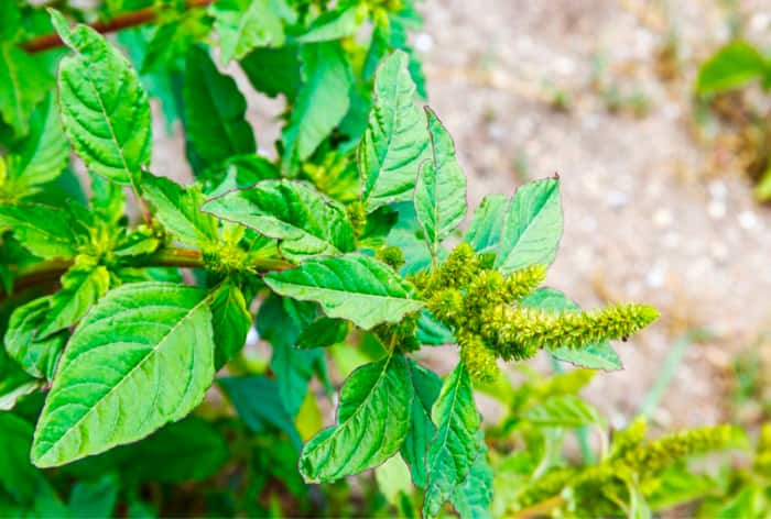 Pigweed: 5 Health Benefits Of Amaranth That You Must Know