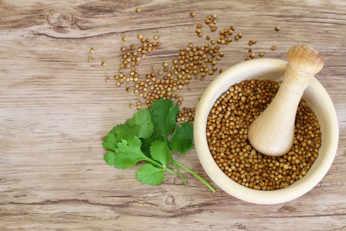 UTI Relief: How Coriander Seeds Water Effective in Treating Urinary Tract Infection?