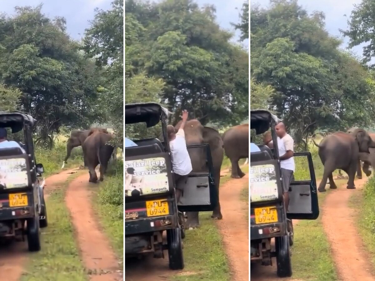 Hathi Ka Video: गाइड ने एक इशारे पर गुस्सैल हाथी को कर दिया शांत, बाल ...